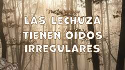 I WONDER - Why Do Owls Have Funny Ears? Me Pregunto - Por Qué Las Lechuzas Tienen Orejas Divertidas? Instructional Video