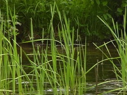Actividades de las plantas: ¿dónde se producen la fotosíntesis? Instructional Video