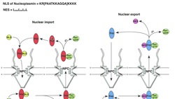 The Nuclear Pore Complex: Nuclear Import, Export, & RAN Instructional Video
