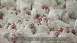 10 Terrifying Creatures Created By Science Instructional Video