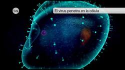 Virus pandémicos Instructional Video