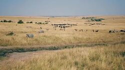 A Huge Herd Of African Zebras And Antelopes In The Savanna With High Dry Grass Stock Footage