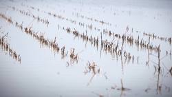 Mississippi flood enters month 4, no end in sight Instructional Video