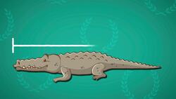 I WONDER - What Is The Largest Reptile In The World? Instructional Video
