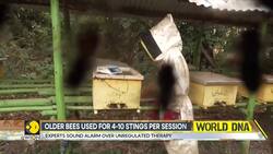 Stroke patients turn to bee sting therapies for relief in Kenya Instructional Video