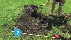 How to Plant a Shade Tree Instructional Video