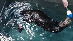 Sea Otters Need to Be Groomed But It’s a Very Tough Job Instructional Video