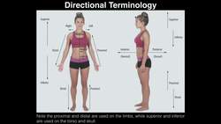 A&P I Lab - Exercise 1 Anatomical Position, Directional Terms, & Body Planes Instructional Video