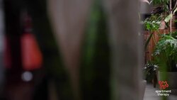 How to Care for Your Tree Philodendron | The Plant Doctor Instructional Video