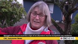 Barking sea lions keep Bowen Island residents up at night News Clip