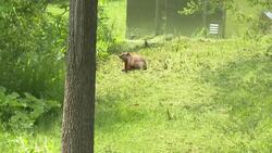 Groundhog numbers are rising in Quebec – but leave them alone, say experts News Clip