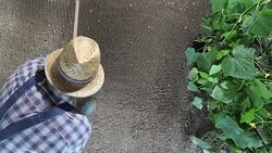 man farmer working with rake in vegetable garden, raking the soil near a cucumber plant, top view and copy space template Stock Footage