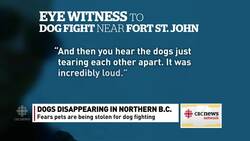 Dognappings fuel fear of dog-fighting rings News Clip