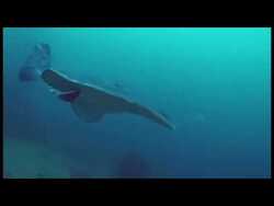 Electric Rays: 200 V Electrifying Machines! Instructional Video