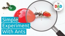 Science Experiment: Changing Ants' Colours Instructional Video