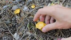 Gathering Mushrooms in the Forest Sequence Stock Footage
