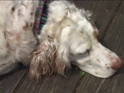 What Is a Mammal?: Video Assessment Instructional Video