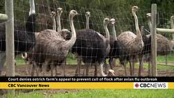 Federal court denies appeal from ostrich farm to prevent culling of flock infected with avian flu News Clip