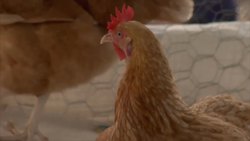 Types of Birds - Learning the Names of Different Birds Instructional Video