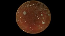 growth of bacteria taken in a supermarket in a Petri dish time lapse Stock Footage