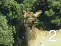 Interactions of Living Things: Video Quiz Instructional Video