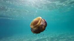 Slow motion of Jellyfish floating and swimming in Aegean sea in Greece Stock Footage