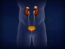 Human Excretory System Instructional Video