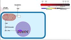 Infrared (IR) Light Therapy Theory, Use, & Parameters Instructional Video