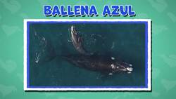 I WONDER - What Is The Largest Mammal? Me Pregunto - Cuál Es El Mamífero Más Grande? Instructional Video