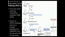 Biochemistry of the Entner-Doudoroff Pathway Instructional Video