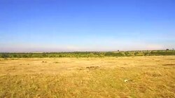 maasai mara national reserve savanna at africa Stock Footage