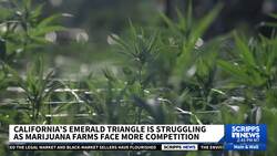 Legal marijuana in other states hurts livelihood of California growers News Clip