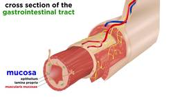 The Digestive System Instructional Video