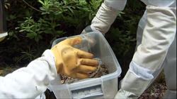 Yellow Jackets & Fire Ants Social Insects - Science Nation Instructional Video
