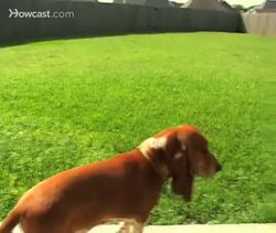 How to Housebreak a Dog Instructional Video