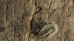 Caterpillar Moving Slowly Stock Footage