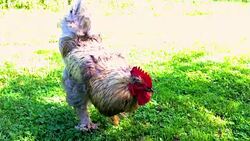 Bird rooster looking for food in green grass Stock Footage