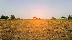 Empty field after wheat crop harvesting during summer season. Stock Footage
