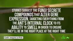 How Mind-Controlling Parasites Teach Us About Brains Instructional Video