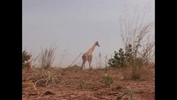 CLEAN : FILE/Niger: Images of the Kouré giraffe reserve where the attack took place News Clip