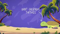 I WONDER - What Animals Live In The Galapagos Islands? Instructional Video