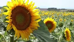 Sunflower field blooming near lavender fields during summer in Valensole plain of Provence France Stock Footage