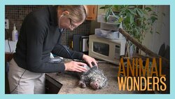 Kemosabe's Vet Visit Instructional Video