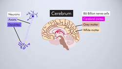 Introduction to The Brain Instructional Video