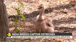 India: First successful Ostrich breeding at Jaipur's Ramniwas Bagh Zoo marks conservation milestone News Clip