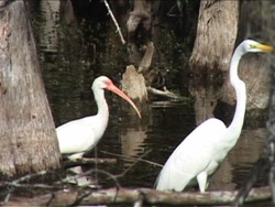 Cadenas alimenticias: video de evaluación Instructional Video