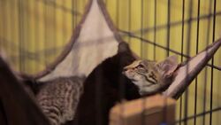 Why Cats Rub Their Faces / Heads on Things Instructional Video