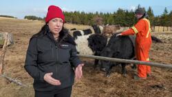 What are interprovincial trade barriers, and are they all bad? CBC explains News Clip