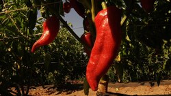 It's a Mad Mad Mad Mad World of Basque Peppers Instructional Video