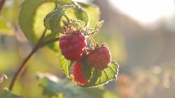 Raspberry: A Sweet Journey Through History Instructional Video